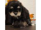 Schnauzer (Miniature) Puppy for sale in Jarrell, TX, USA