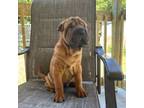 Chinese Shar-Pei Puppy for sale in Clermont, FL, USA