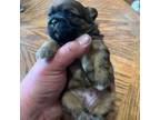 Shih Tzu Puppy for sale in Brainerd, MN, USA