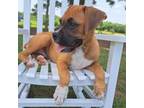 Boxer Puppy for sale in Montezuma, GA, USA