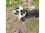 Olde English Bulldogge Puppy for sale in Shaftsbury, VT, USA