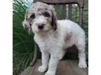 Cavapoo Puppy for sale in Stone Creek, OH, USA