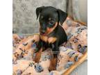 Miniature Pinscher Puppy for sale in Norwood, MO, USA