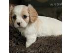 Cavapoo Puppy for sale in White Salmon, WA, USA