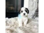 Maltipoo Puppy for sale in Houston, TX, USA