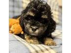 Maltipoo Puppy for sale in Hudson, FL, USA