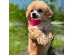 Poodle (Toy) Puppy for sale in Lehigh Acres, FL, USA