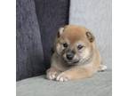 Shiba Inu Puppy for sale in Waco, TX, USA