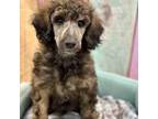 Mutt Puppy for sale in Henderson, KY, USA
