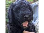 Labradoodle Puppy for sale in Keysville, GA, USA