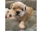 Shih Tzu Puppy for sale in Boaz, AL, USA