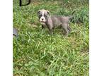 American Pit Bull Terrier Puppy for sale in Atlanta, GA, USA
