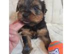 Yorkshire Terrier Puppy for sale in Fairhope, AL, USA