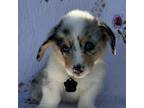 Pembroke Welsh Corgi Puppy for sale in Olive Hill, KY, USA
