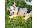 Cardigan Welsh Corgi Puppy for sale in Seymour, MO, USA