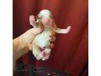 Miniature Australian Shepherd Puppy for sale in Marysville, WA, USA