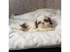 Shih Tzu Puppy for sale in Elgin, SC, USA