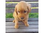 Golden Retriever Puppy for sale in Leon, KS, USA