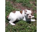 Olde English Bulldogge Puppy for sale in Spartanburg, SC, USA