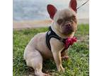 French Bulldog Puppy for sale in Davie, FL, USA