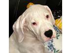 Dogo Argentino Puppy for sale in La Porte, TX, USA