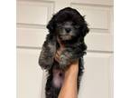 Cavapoo Puppy for sale in Covington, GA, USA