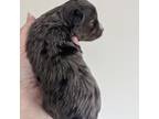Yorkshire Terrier Puppy for sale in Bellevue, NE, USA
