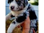 Australian Shepherd Puppy for sale in Sarasota, FL, USA