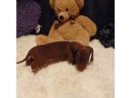 Dachshund Puppy for sale in Jefferson City, MO, USA