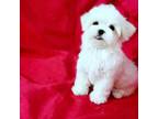 Maltese Puppy for sale in Aberdeen, WA, USA