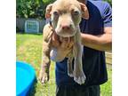 American Pit Bull Terrier Puppy for sale in Virginia Beach, VA, USA