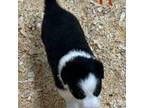 Border Collie Puppy for sale in Winamac, IN, USA