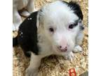 Border Collie Puppy for sale in Winamac, IN, USA