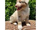 Australian Shepherd Puppy for sale in Gorham, ME, USA