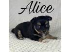 RESERVED Alice