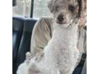 Poodle (Toy) Puppy for sale in Crivitz, WI, USA
