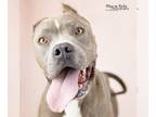 American Staffordshire Terrier Mix DOG FOR ADOPTION RGADN-1088928 - Norma -