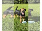 Labrador Retriever DOG FOR ADOPTION RGADN-1088930 - Buddy James - Labrador