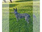 Mix DOG FOR ADOPTION RGADN-1088991 - Cleo-Patra - - Dutch Shepherd Dog For