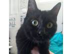 Adopt Officer Meow a Domestic Short Hair