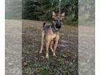 German Shepherd Dog Mix DOG FOR ADOPTION RGADN-1089665 - Sarabi - German
