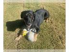 Coonhound-Labrador Retriever Mix DOG FOR ADOPTION RGADN-1089790 - Lilly Pad -