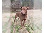 Chocolate Labrador retriever Mix DOG FOR ADOPTION RGADN-1089983 - Smores -