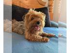 Cairn Terrier Mix DOG FOR ADOPTION RGADN-1090548 - Mello - Yorkshire Terrier