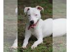 Catahoula Leopard Dog Mix DOG FOR ADOPTION RGADN-1090659 - Lilly (deaf) -