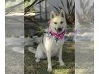 Huskies Mix DOG FOR ADOPTION RGADN-1090747 - Sunny - Shepherd / Husky / Mixed