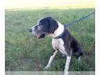 Great Dane DOG FOR ADOPTION RGADN-1092181 - Chico / Oso - Great Dane Dog For