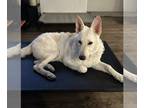 white german shepherd Mix DOG FOR ADOPTION RGADN-1092581 - Everest - White