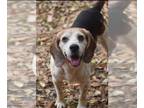 Beagle DOG FOR ADOPTION RGADN-1092685 - Dixon - Beagle (short coat) Dog For