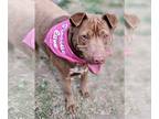 Chinese Shar-Pei-Labrador Retriever Mix DOG FOR ADOPTION RGADN-1093865 - Archie